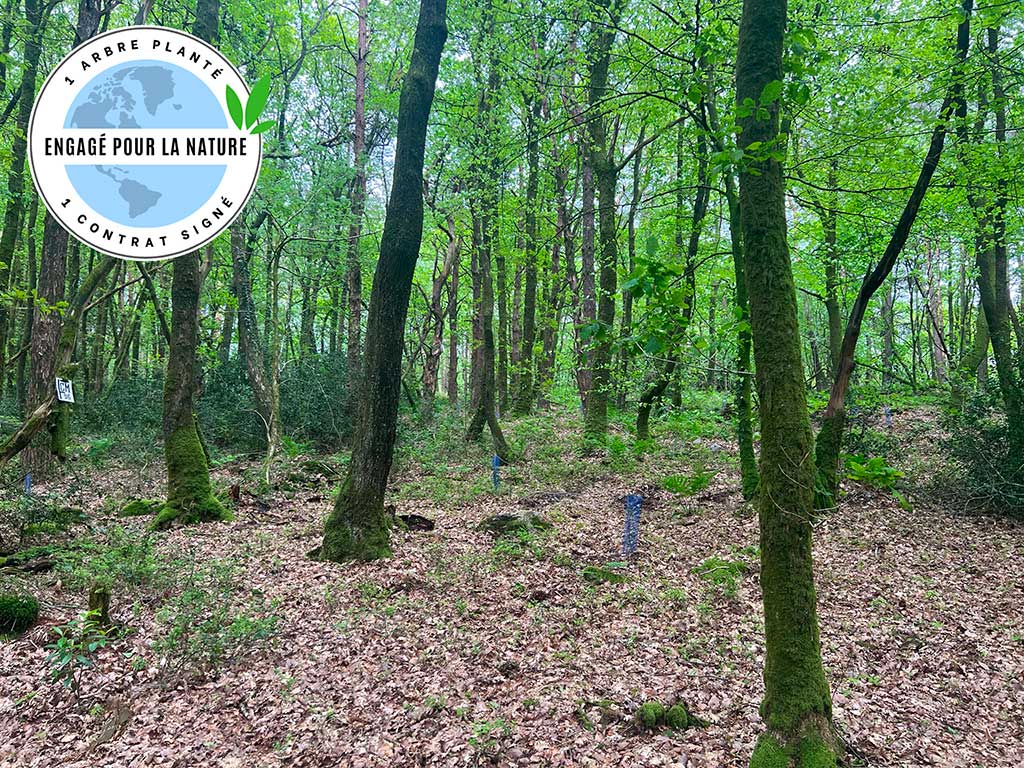 Photo de la forêt de Martin-Bocage, symbolisant l'engagement RSE d'Easy Froid. Un contrat signé = un arbre planté