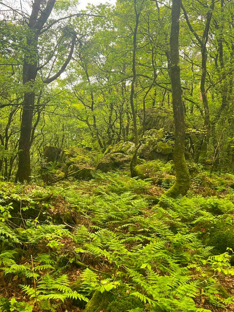 Photo d'une forêt centenaire, d'arbres et de végétaux, symbolisant l'engagement RSE d'Easy Froid
